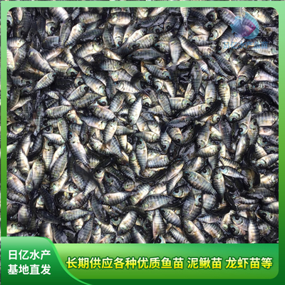 水產(chǎn)養(yǎng)殖新篇章 廣州市花都區(qū)赤坭日億水產(chǎn)魚(yú)苗養(yǎng)殖場(chǎng)的專業(yè)探索